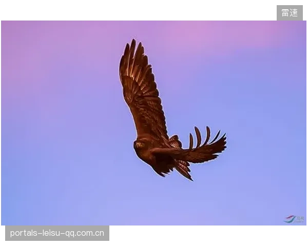 老鹰状态火热无敌：翱翔巅峰的力量之源
